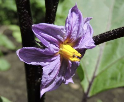 Причини опадання квіток у баклажана