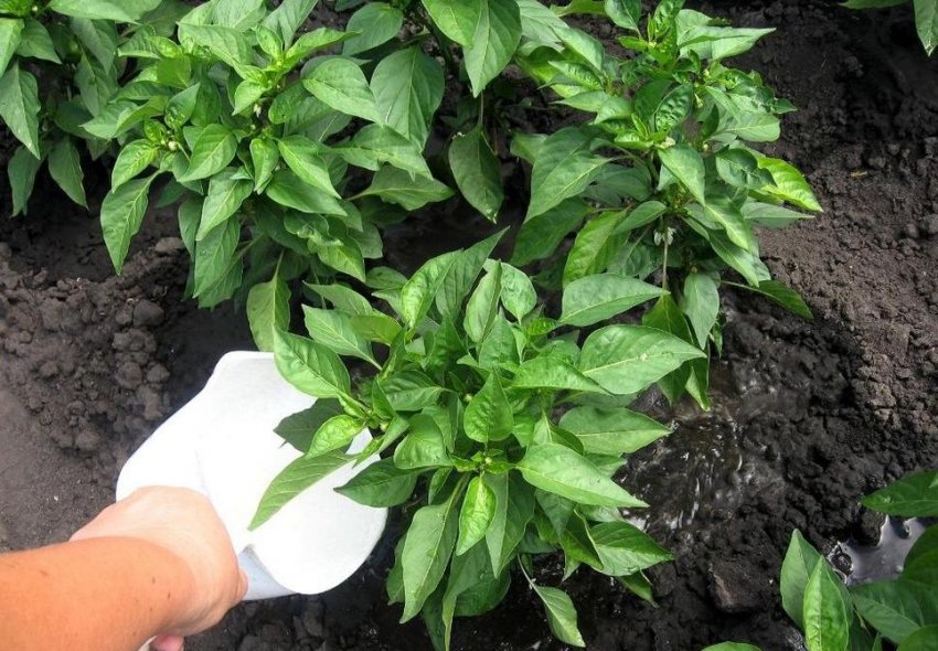 Поливи і підживлення