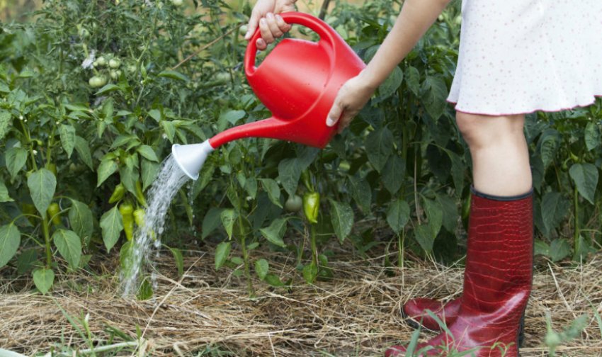 Полив перцю