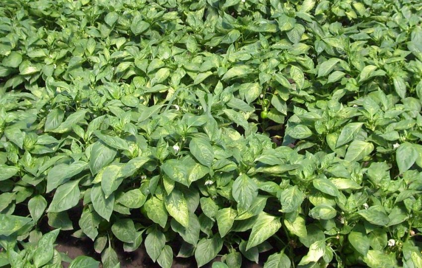 Огіркова або тютюнова мозаїка