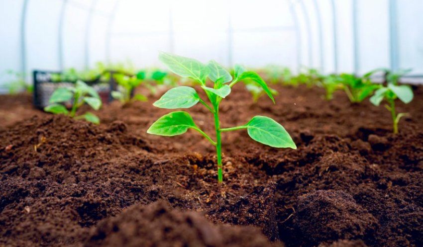 Підгортання перцю