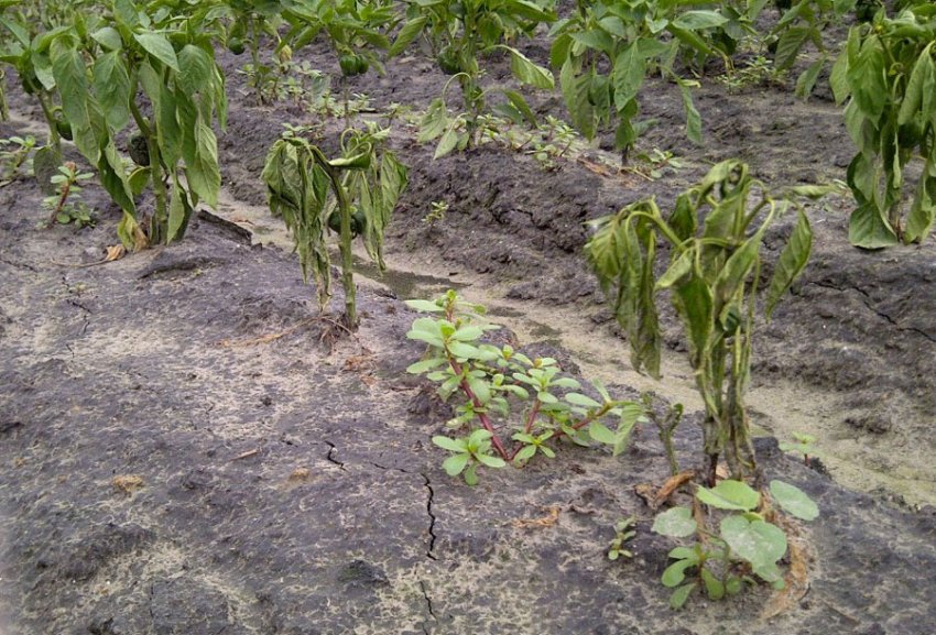Плямисте в'янення (бронзовость)