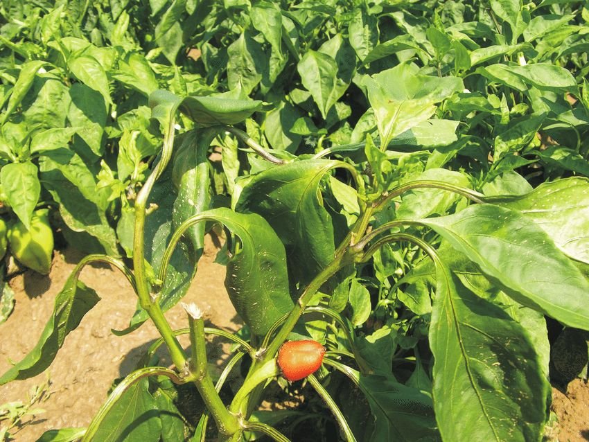 Столбур, або фитоплазмоз