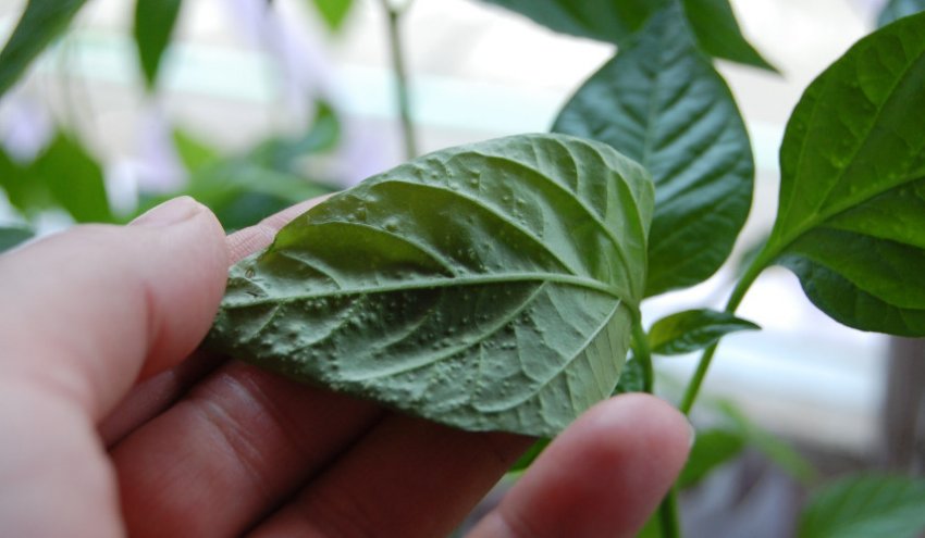 Кладоспориоз