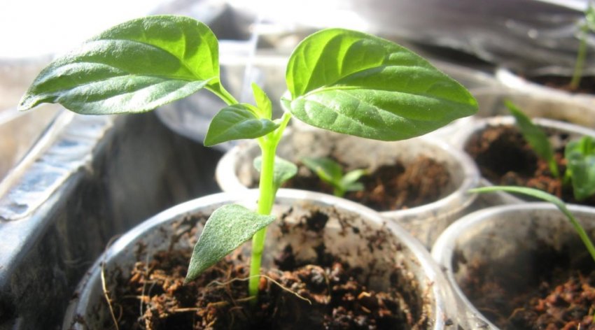 Ємність для розсади