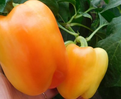 Перець Біг мама: характеристика та врожайність
