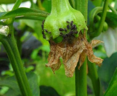 Як боротися з попелиць на перцях в теплиці