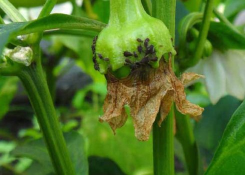 Як боротися з попелиць на перцях в теплиці