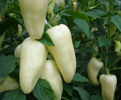 Солодкий перець Білозерка: опис, посадка і догляд