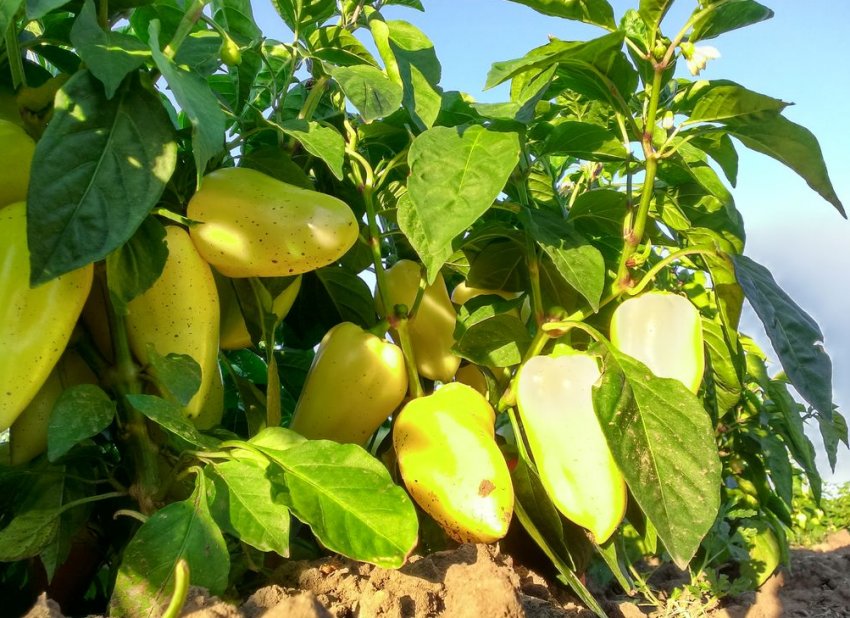 Солодкий перець Білозерка