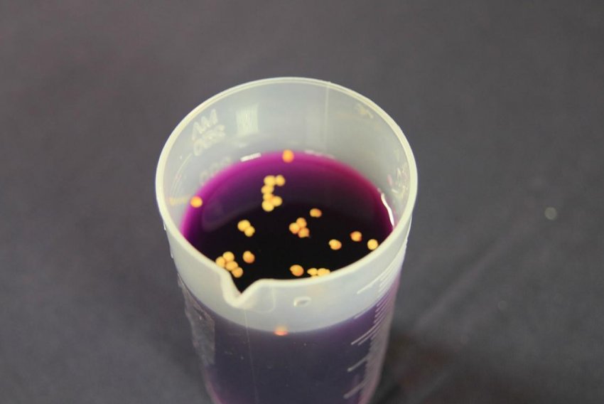 Насіння перцю