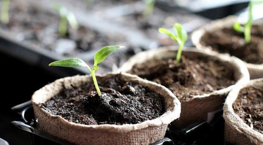 Розсада перцю