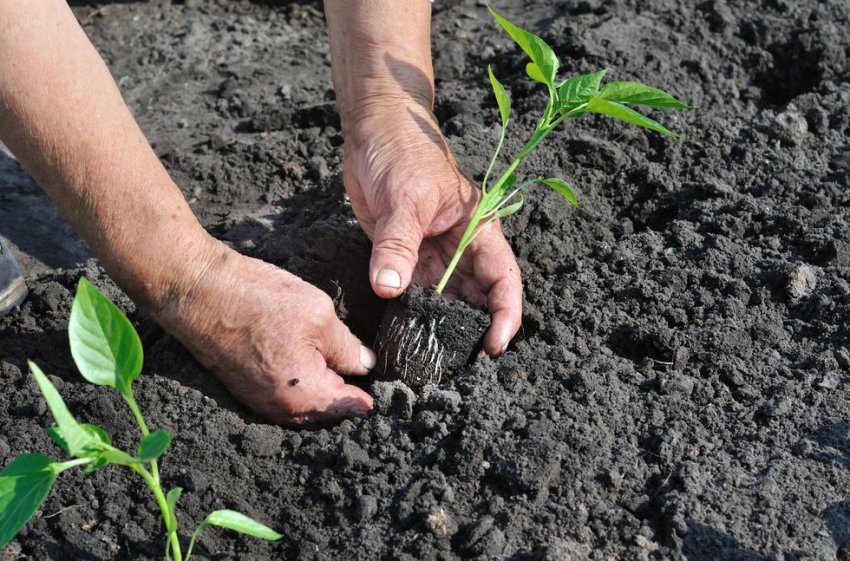 Висадка розсади перцю