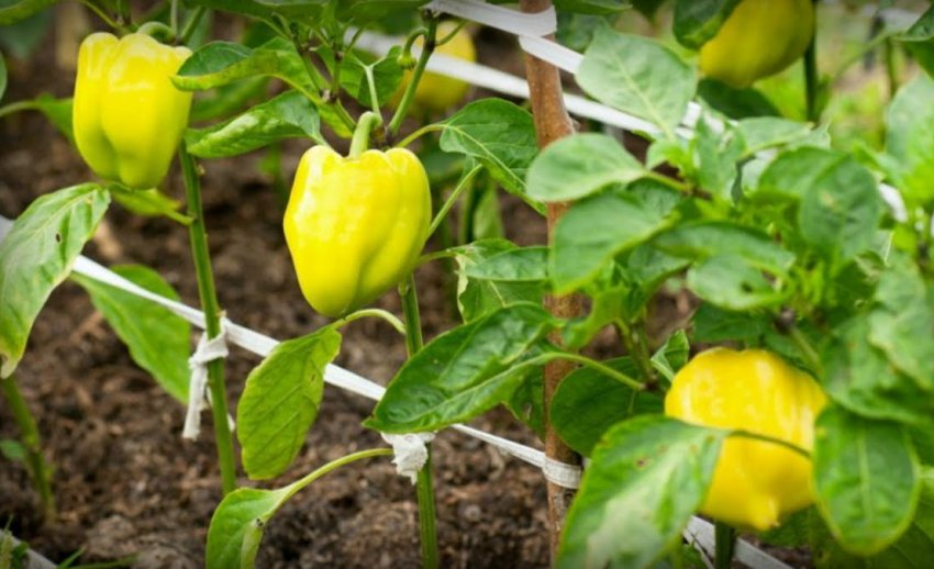 Підв'язування кущів перцю