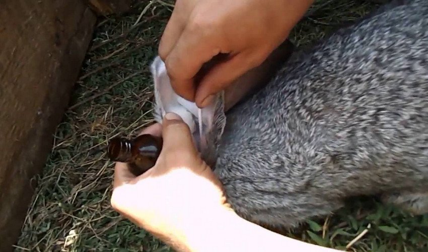 Лікування Лікування