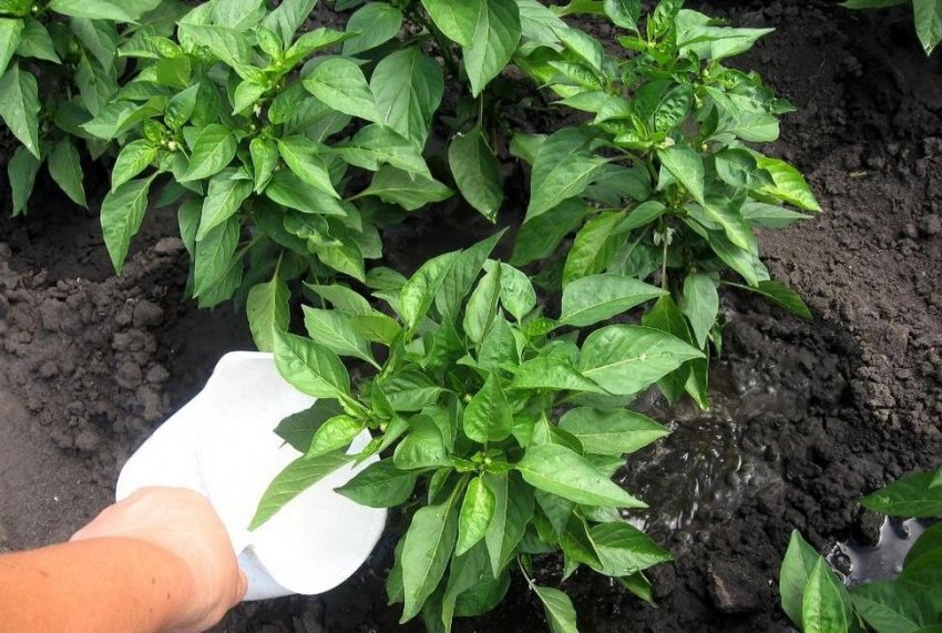 Полив і добриво Полив і добриво