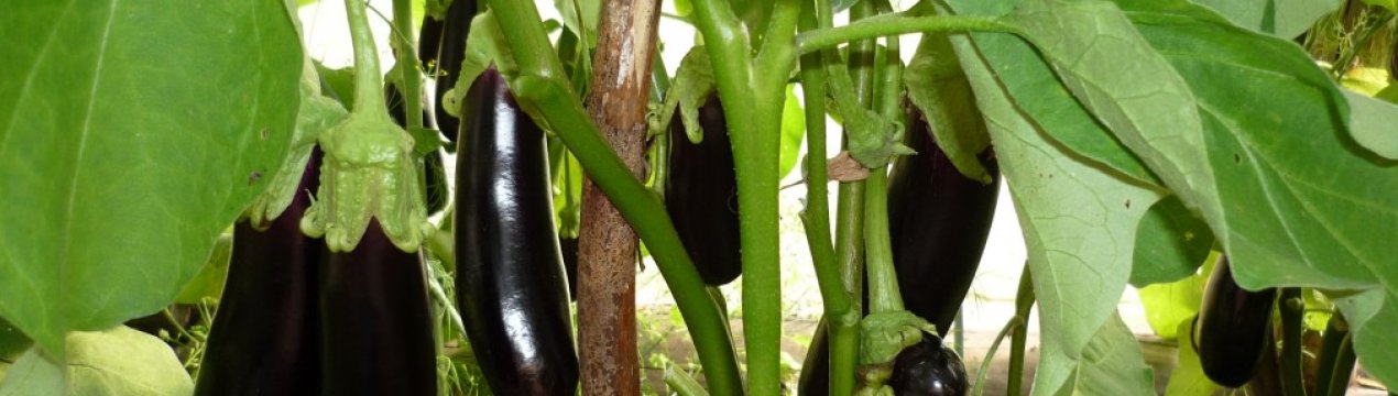 Кращі сорти баклажанів для теплиці