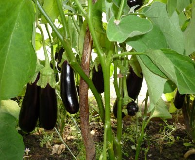 Кращі сорти баклажанів для теплиці