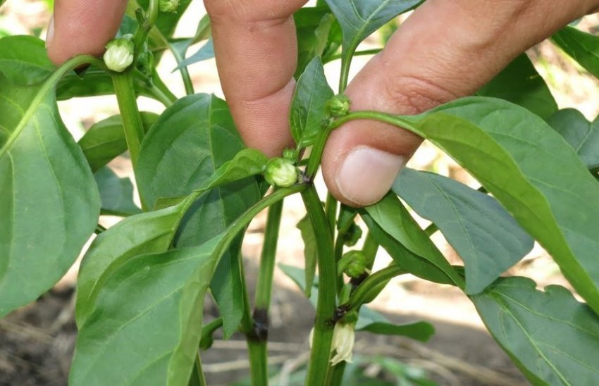 Формування та догляд за кущем перцю Формування та догляд за кущем перцю