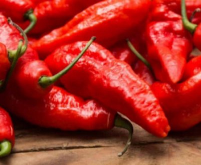 Як виростити перець чилі вдома на підвіконні з насіння