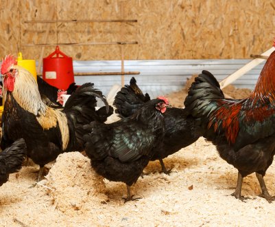 Який підлогу краще зробити в курнику