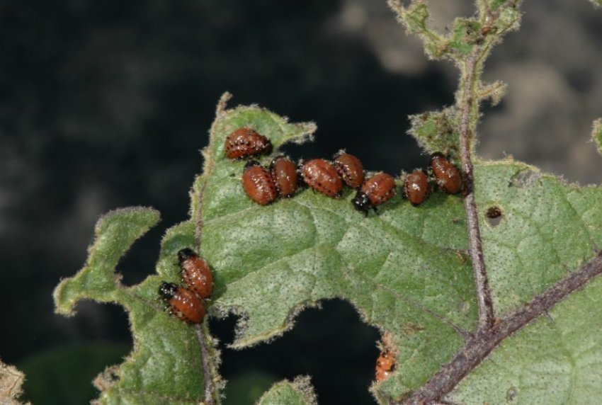 Колорадський жук Колорадський жук