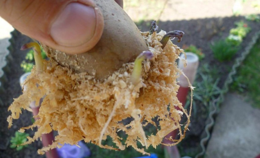 Вологе пророщування картоплі