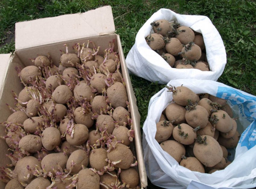 Когда доставать картошку на проращивание для посадки. Посадка семенного картофеля. Пророщенный картофель. Подготовка картофеля к посадке. ЯРОВИЗИРОВАННЫЙ картофель.