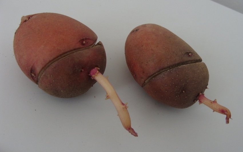 Кільцевий надріз бульб