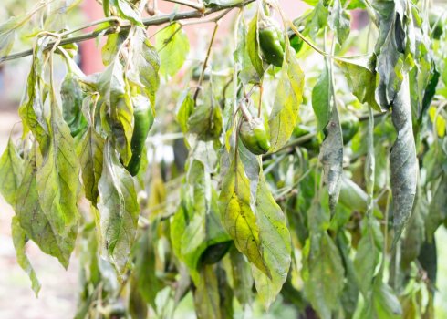 Що робити, якщо листя у перців в теплиці в'януть?