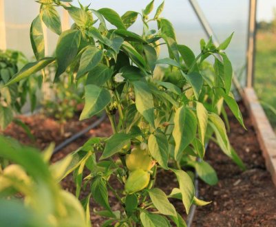 Чому перці погано цвітуть і зав'язуються