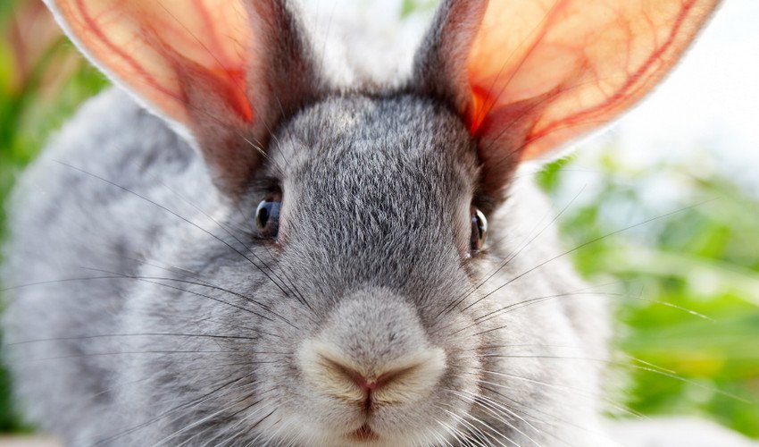 Кролик Кролик