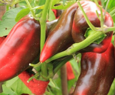 Сорт перцю Волове вухо: опис, посадка і догляд