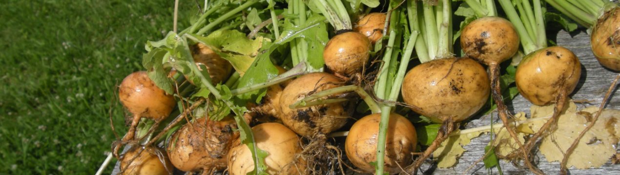 Коли і як правильно садити ріпу