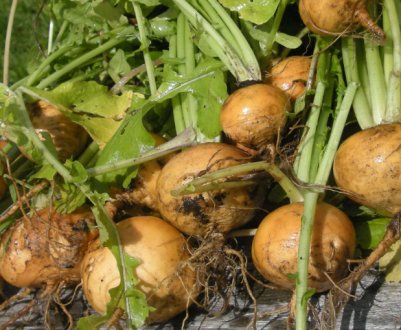 Коли і як правильно садити ріпу