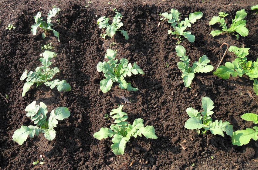 Ріпа у відкритому грунті Ріпа у відкритому грунті