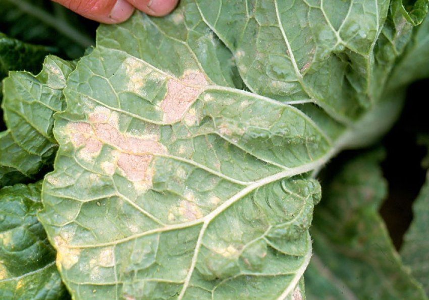 Мозаїка Мозаїка