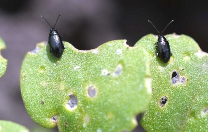 Хрестоцвіті блішки Хрестоцвіті блішки