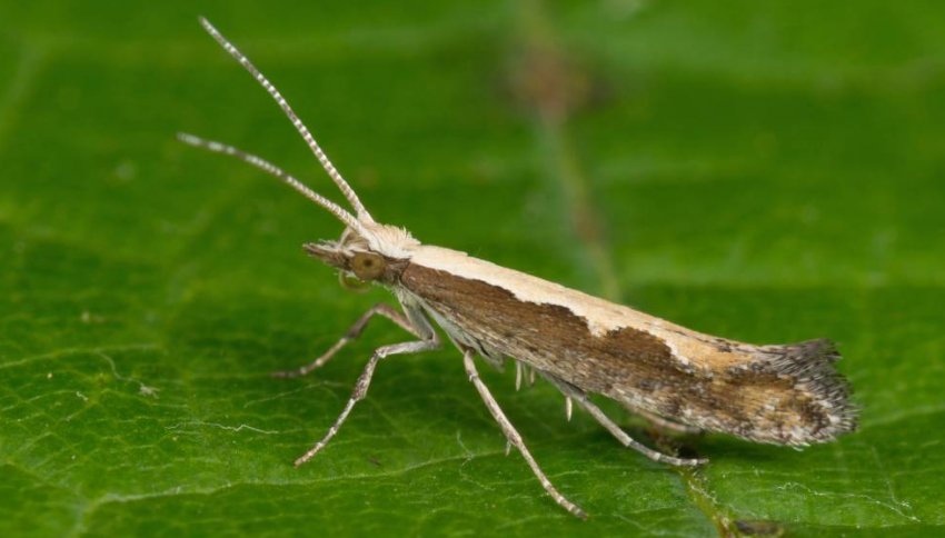 Капустяна міль Капустяна міль