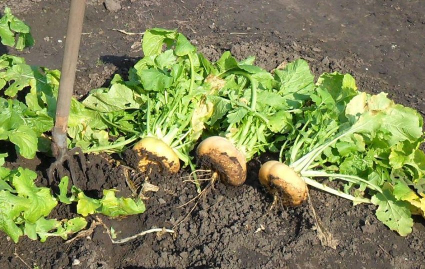 Коли садити ріпу: оптимальні строки, особливості садіння, вирощування ...