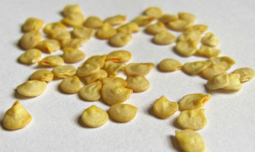 Вибір і підготовка насіння