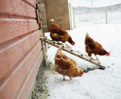 Яку мінімальну температуру витримують кури взимку?
