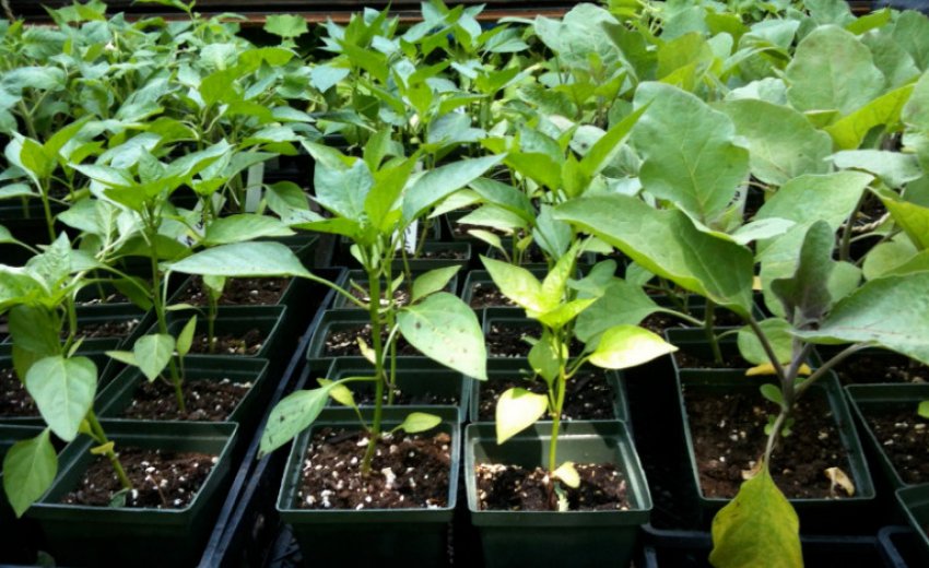 Розсада перцю Розсада перцю