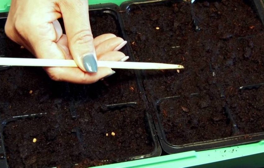 Посів насіння