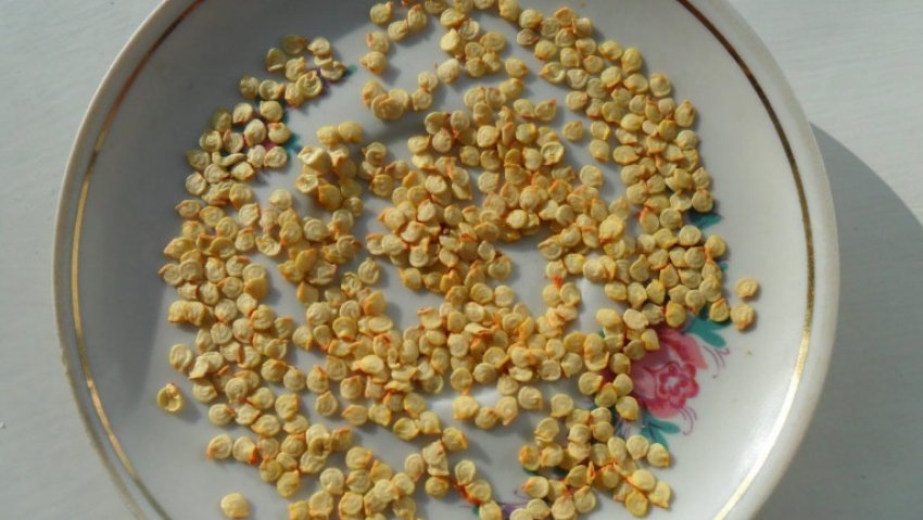 Насіння перцю Насіння перцю