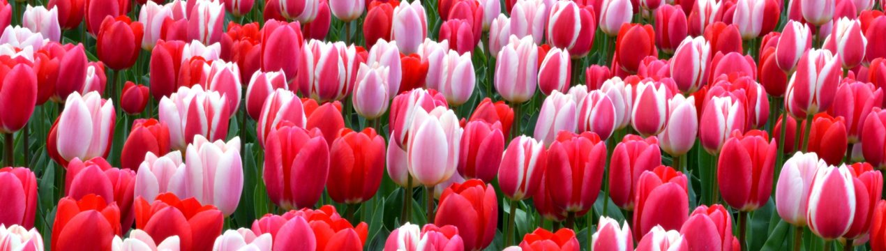 Українські плантації тюльпанів потраплять до Книги рекордів Гіннесса