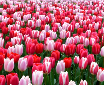 Українські плантації тюльпанів потраплять до Книги рекордів Гіннесса