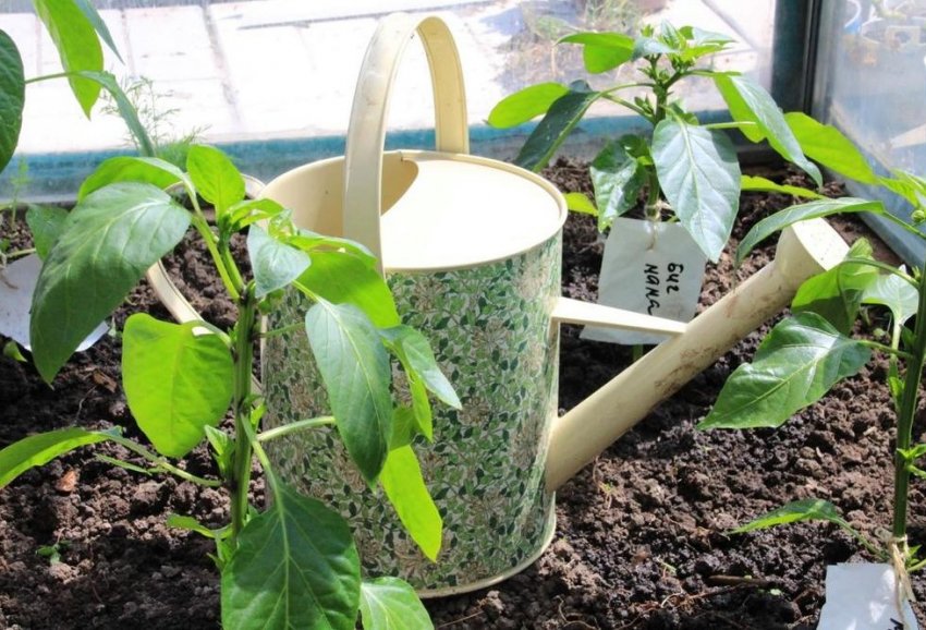 Полив перцю після висадки