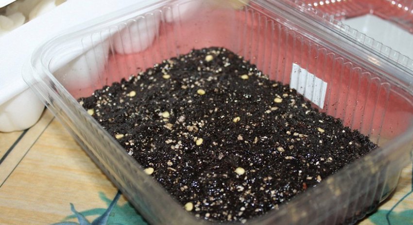 Посадка насіння перцю Посадка насіння перцю