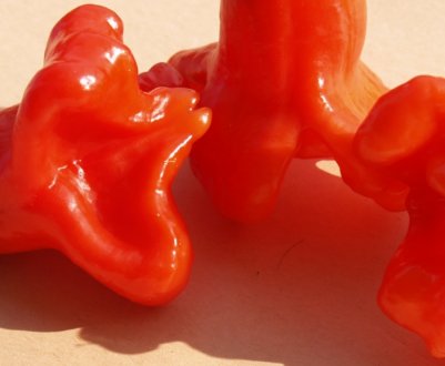 Перець-дерево Спрут Новорічний: особливості вирощування і догляд за сортом